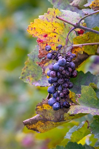 Grapes in Moravia by Anges van der Logt
