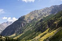 Green mountainside in Ecrins National Park