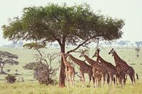 Giraffen
