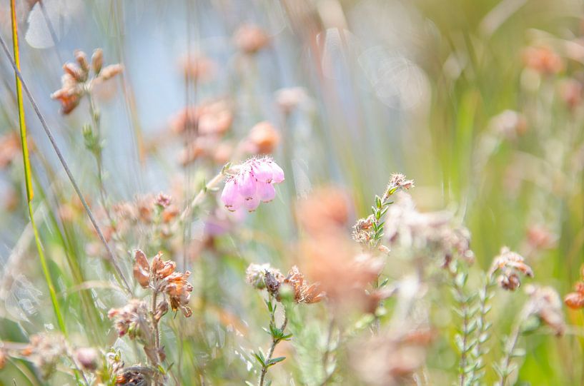 Heide IV von Paul de Vos