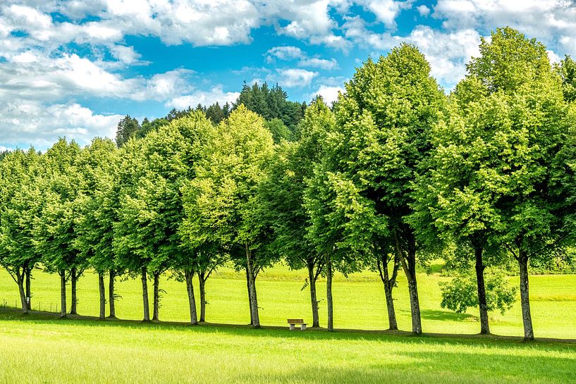 Einsame Bank an einer Allee von Andreas Nägeli