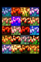 Tulpen/Tulpen