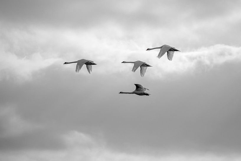 Mute swans in flight (Cygnus olor) by Eric Wander
