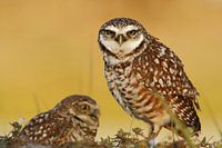 Amerikaanse holenuil bij zonsondergang, Cape Coral, Florida, VS