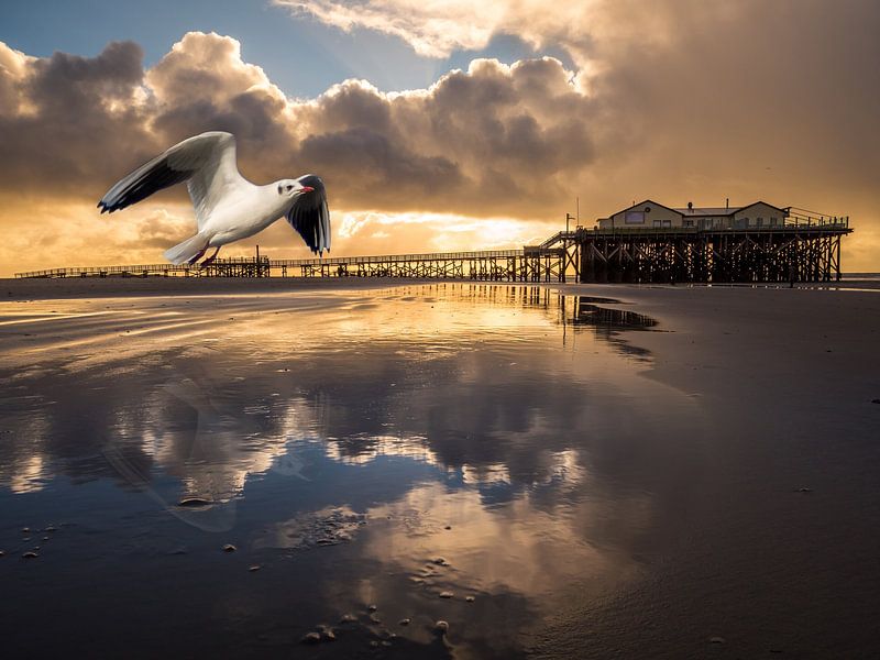 Seagull over the mudflats in Sankt Peter-Ording at the North Sea by Animaflora PicsStock