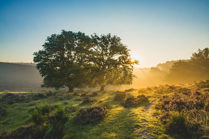 Laat zon maar goed stralen par Albert Lamme