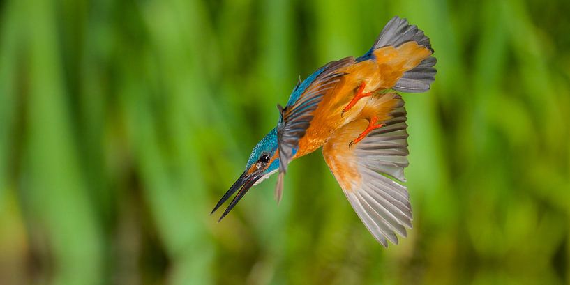 Kingfisher - In a flash by Kingfisher.photo - Corné van Oosterhout