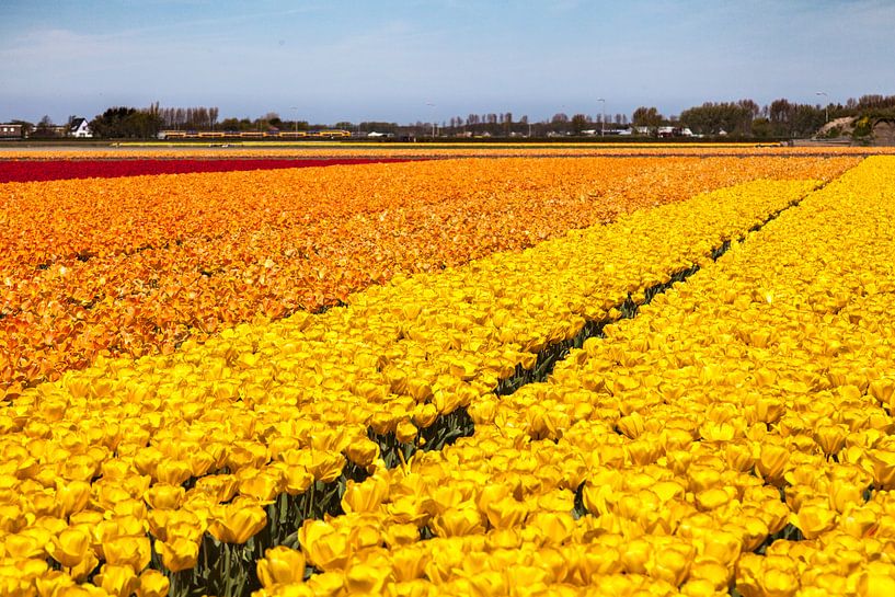Veld met bloeiende tulpen by DuFrank Images