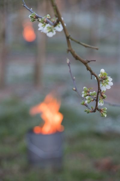 Fire pots cherry orchard by Moetwil en van Dijk - Fotografie