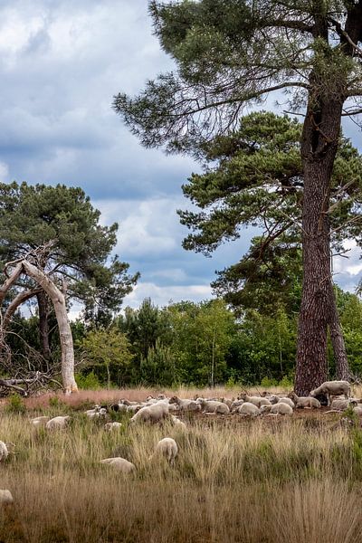 Des moutons sur la bruyère du Strijbeekse au printemps avec de beaux nuages. par Henk Van Nunen Fotografie