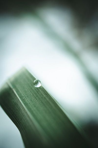 Se laisser tomber sur l'herbe I par Jan