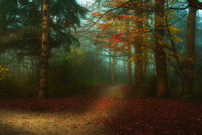 Dreamy forest by Claudia De Vries