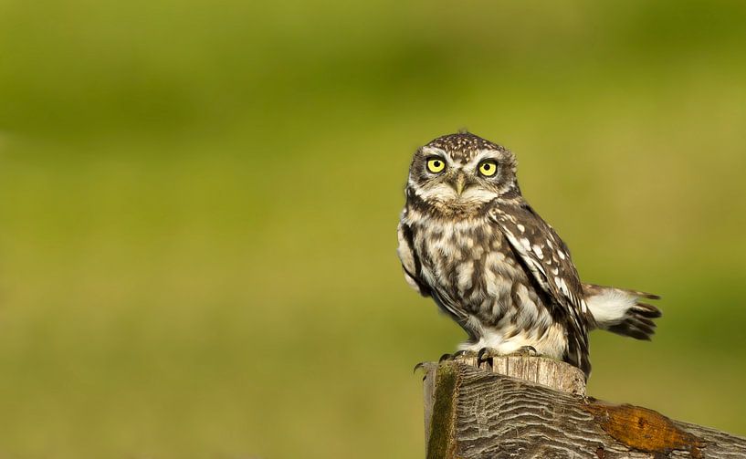 Steinkauz von Menno Schaefer