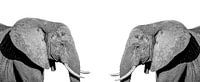 Elefanten