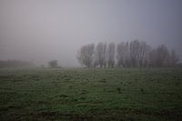 trees in the mist