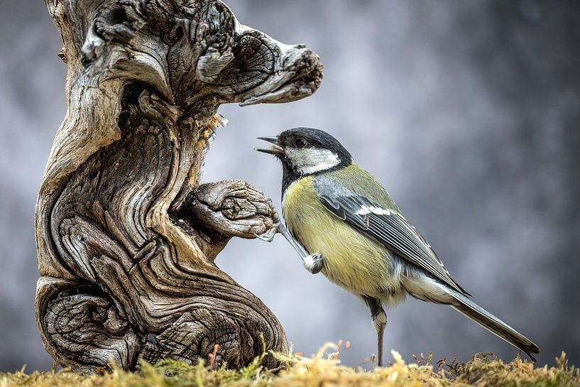 Vogel - Kohlmeise am Baumwurzel von Jürgen Schmittdiel Photography