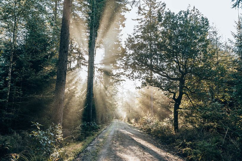 Sonnenstrahlen auf einem Waldweg - Gieten-Borger Forestry, Drenthe von Wandeldingen