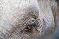 Auge auf einen Elefanten