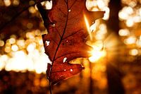 Herfstachtige zonsondergang bos