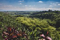Coffee plantations Colombia
