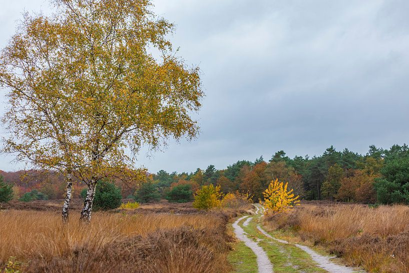Heidelandschaft mit Weißbirke in Herbstfarben von Hilda Weges