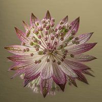 Ruhe und Einfachheit: ein altrosa Zeeland-Knoten