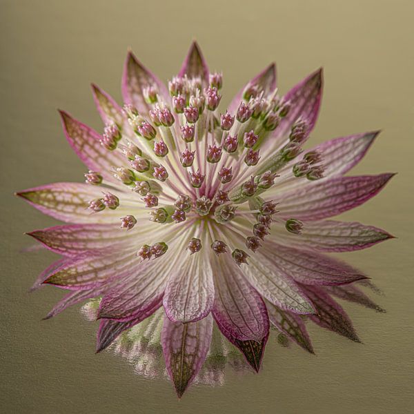 Peace and simplicity: A Zeeland Knot by Marjolijn van den Berg