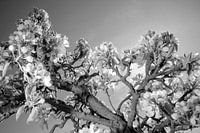 Appelbloesem in de Betuwe
