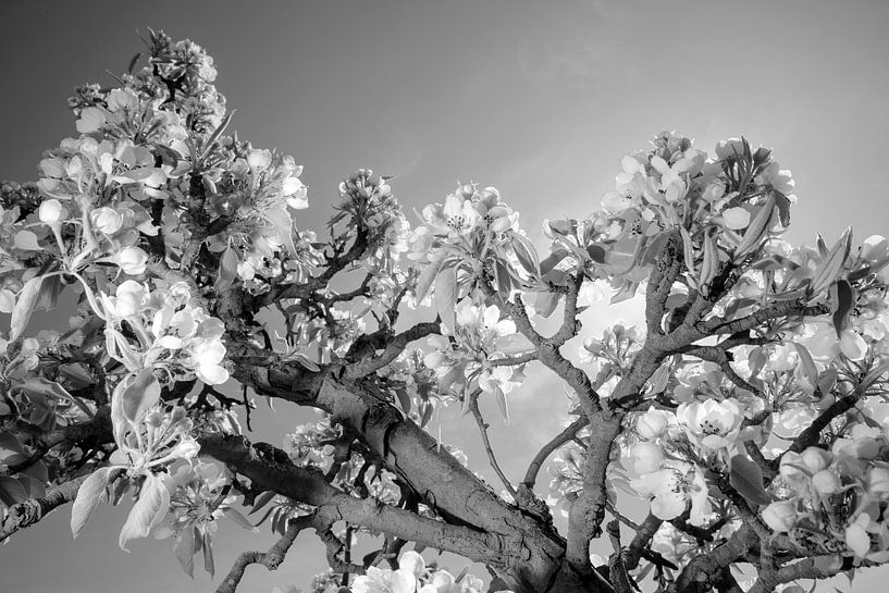 Apple blossom in Holland by Roelof Foppen
