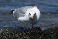 european herring gull