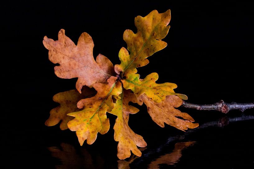 Eichenblatt von Klaartje Majoor