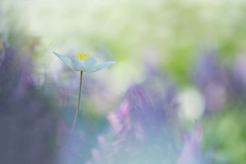 Anemone von Francis Dost