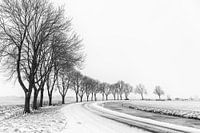 Baumreihe in winterlicher Polderlandschaft