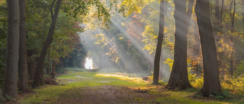 Sonnenharfen im Wald von Fraeylemaborg in Slochteren von Rick Goede