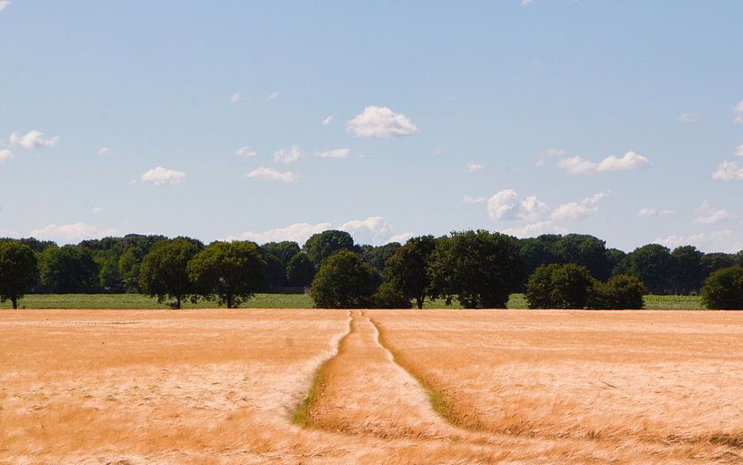 Stylish trails through the cornfield by Natuurpracht   Kees Doornenbal