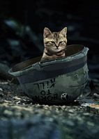 Whiskers and Wonder: A Cat's Portrait