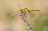 La libellule fait une pause