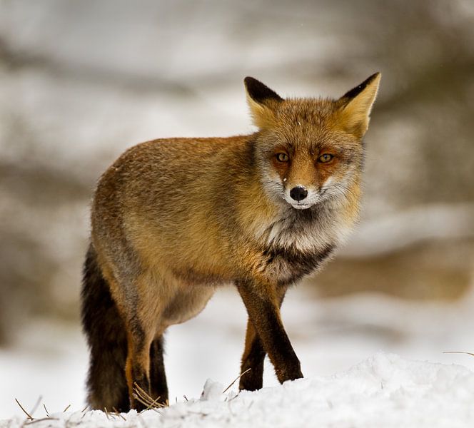 Renard dans la neige par Menno Schaefer