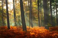 Sonnenstrahlen mit Bäumen und Farnen