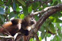 Mantelbrulaap op tak