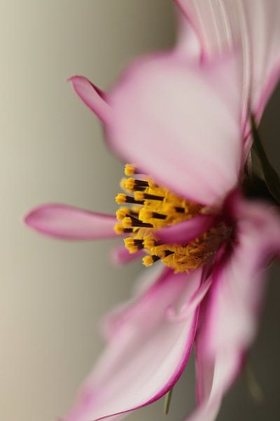 Pink cosmos by Bärbel Severens