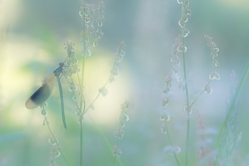 libellule dans une atmosphère de rêve. par Francis Dost