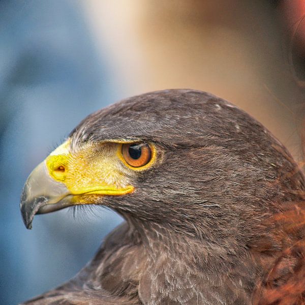 Raubvogel - 2 by Peter Morgenroth