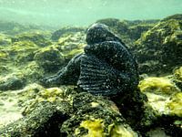 Ballerina in der Unterwasserwelt der Korallen 