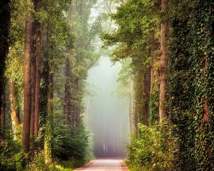 Natürliche Kathedrale von Lars van de Goor