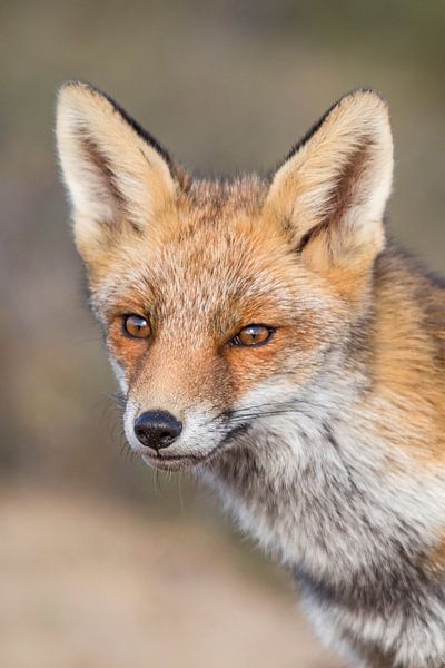 Portret rode vos par Teuni's Dreams of Reality