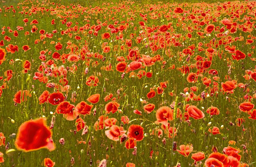 Mohnblumen von Harry Punter