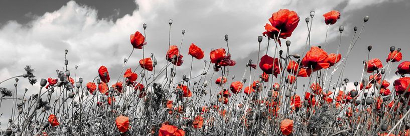 Mohnblumenfeld in colorkey von Melanie Viola