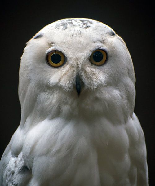 snowy owl by Jacco Hinke