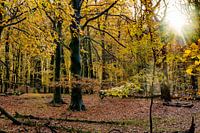 Autumn in the forest 2